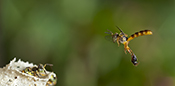  Stingless bee