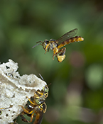  Stingless bee