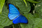 Blue morpho Butterfly