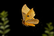  Peacock Moth