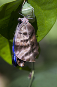  Blue morpho Butterfly