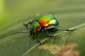  Beetle
