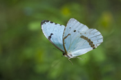  White morpho Butterfly