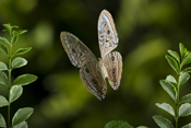  Glowing morpho Butterfly
