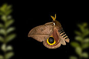  Saturnid Moth