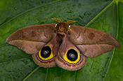  Saturnid Moth