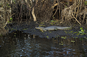 Jacar� do pantanal 