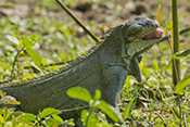 Iguana verde 
