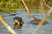  Giant Otter
