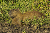  Capybara