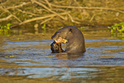  Giant Otter