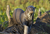  Giant Otter