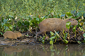  Capybara