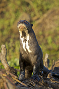  Giant Otter