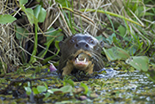  Giant Otter