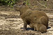  Capybara