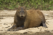  Capybara