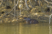  Neotropical otter