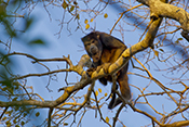  Black and gold Howler Monkey