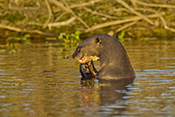  Giant Otter