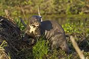  Giant Otter