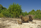  Capybara