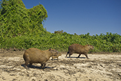  Capybara
