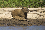  Capybara