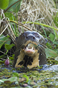  Giant Otter
