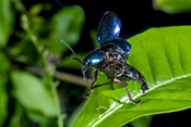  Blue Beetle