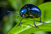  Blue Beetle