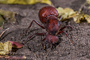  Leaf cutter Ant