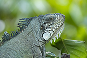Iguana verde 