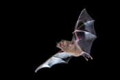  Palla`s Long tongued Bat
