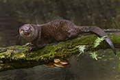  Neotropical otter