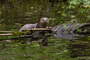  Neotropical otter