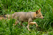  Pampas Fox