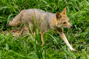  Pampas Fox