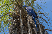  Hyacinth Macaw