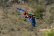 Red and green Macaw