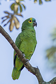  Blue fronted Parrot or Turquoise fronted Amazon