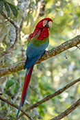  Red and green Macaw