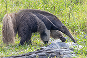 Giant Anteater