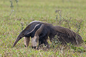  Giant Anteater