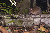 Amazonian Mouse or Water Rat