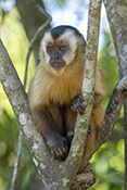  Hooded Capuchin