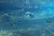  South American Tapir or Brazilian Tapir swimming in the Prata river