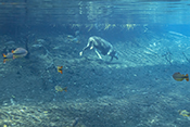  South American Tapir or Brazilian Tapir swimming in the Prata river