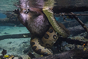  Green anaconda preying on a capybara in the crystal clear waters of Bonito