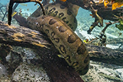  Green anaconda in the crystal clear waters of Bonito